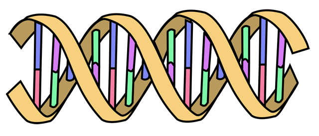 kamieniarskie_DNA.png